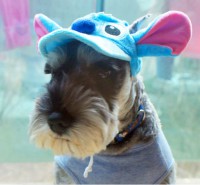 GORRA PARA PERRO O GATO